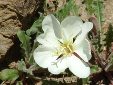 White flower blooming with greenery behind it.