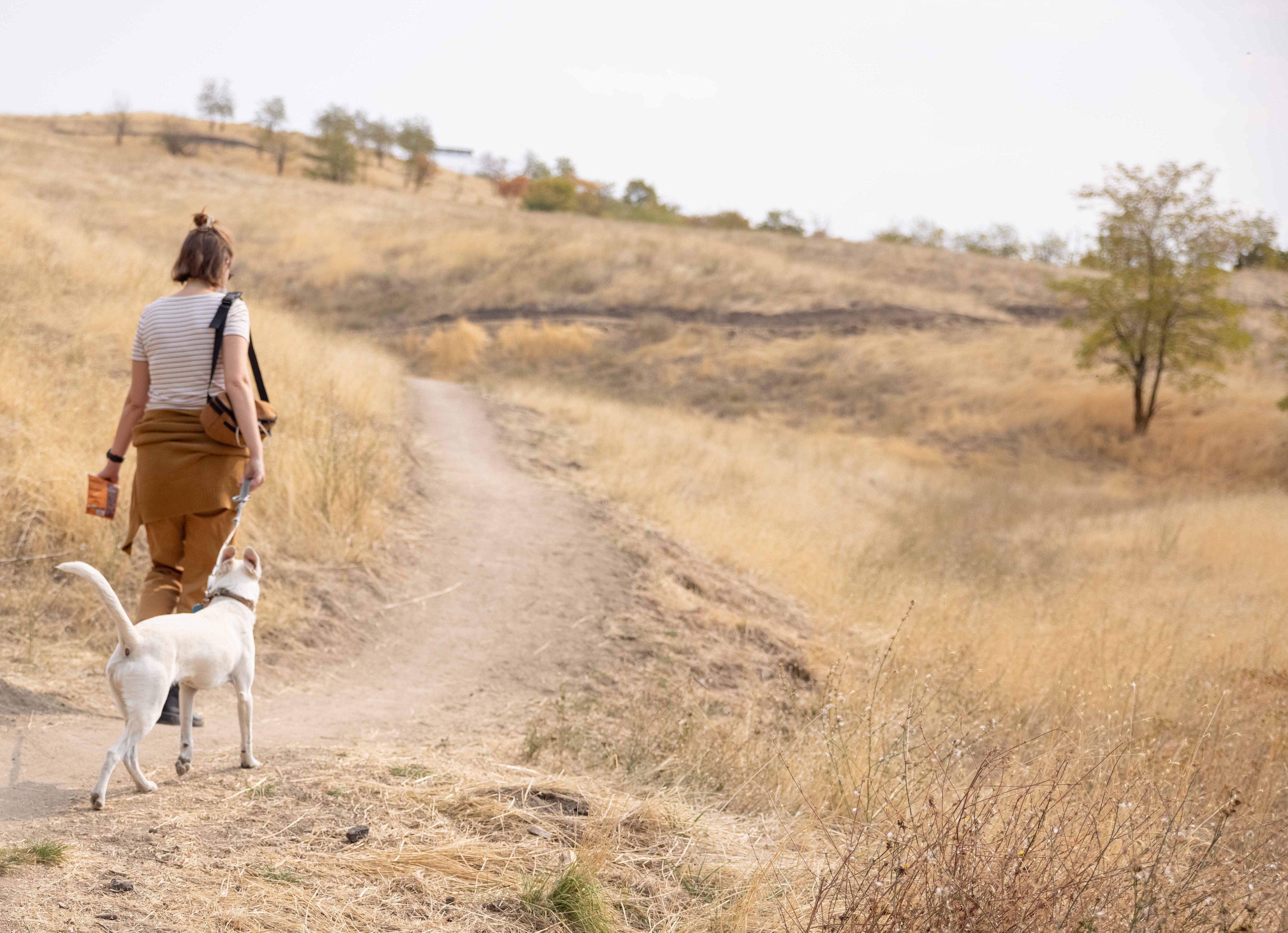 Dog on leash on trail being lead by owner.