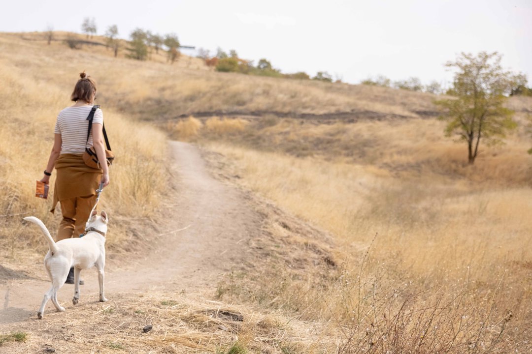 Dog on leash on trail being lead by owner.
