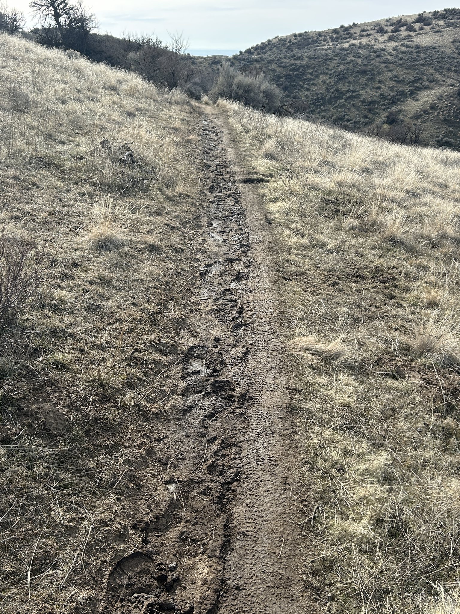 Muddy Conditions And Trail Widening On Big Springs Loop Courtesy Ridge To Rivers
