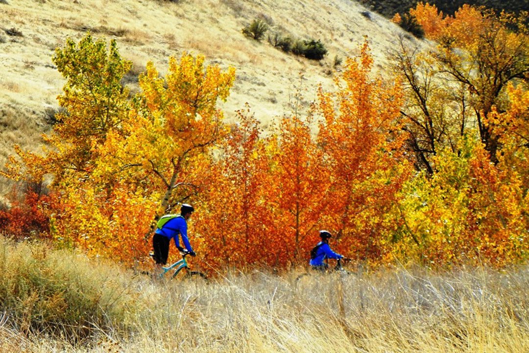 Bikers riding on trail through fall foliage.