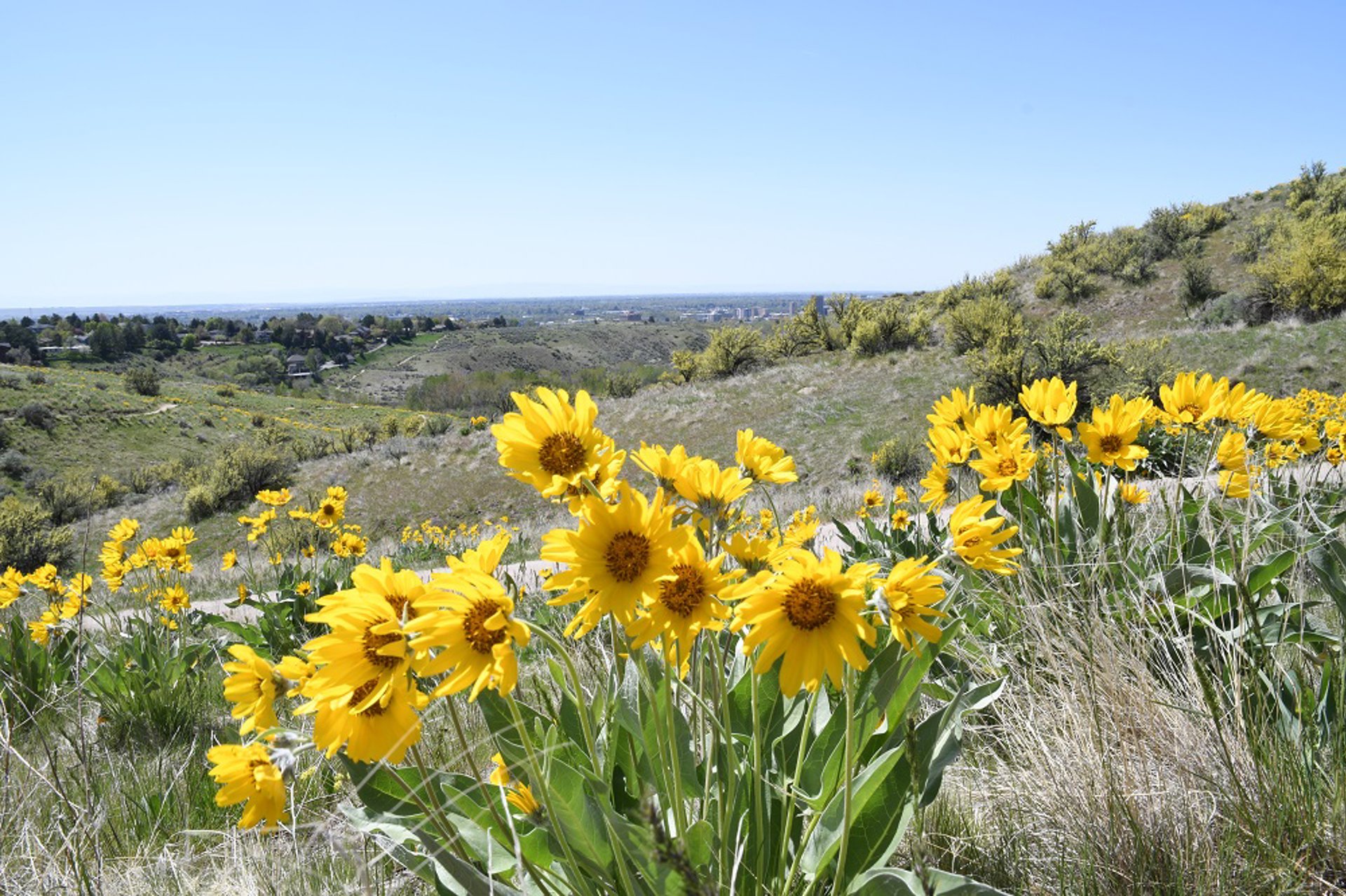 Spring Wildflowers