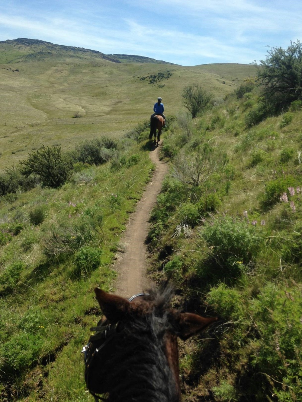 View of trail on horseback following another equestrian rider.