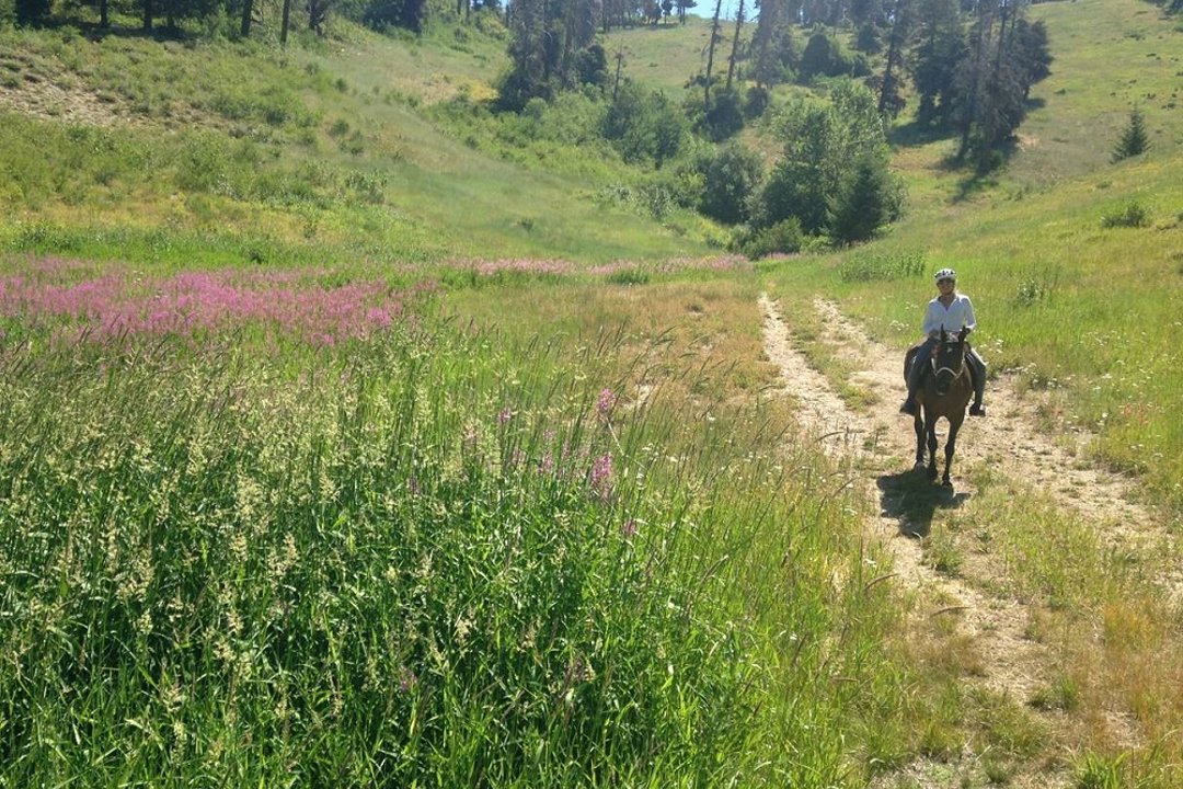Horse and rider on trail.